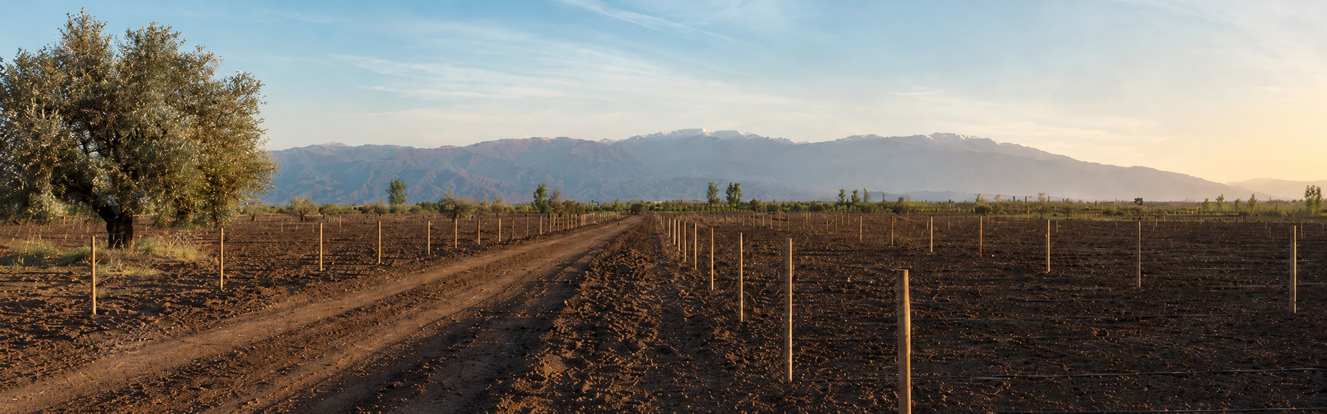 Vista de Finca Olivos en Montecaseros, San Martín, Mendoza